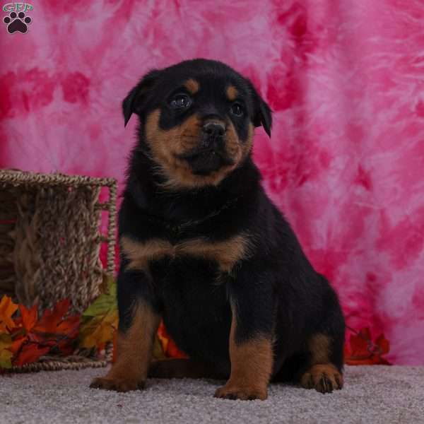Laurie, Rottweiler Puppy